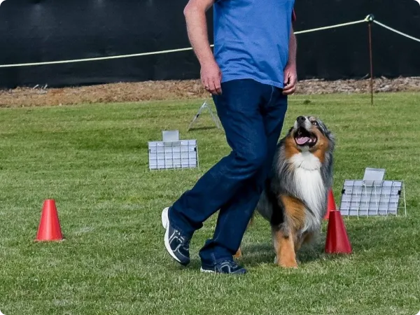 Rally O dog training at Southern Obedience Dog Club Melbourne
